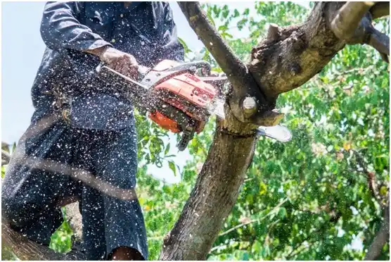 tree services Palm Valley